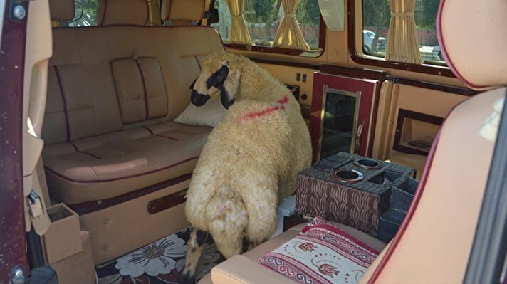 Adana'da bir kişi, merkez Yüreğir ilçesi Serinevler Mahallesi'ndeki kurbalık satış alanından aldığı koyunu "VIP" olarak tasarlanan minibüsle taşıdı.