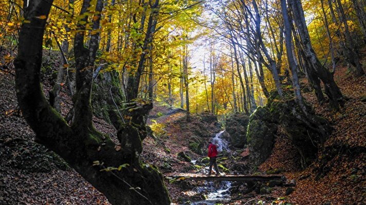 أجواء فصل الخريف في غابات "لونكوز" بولاية "قيرقلرألي" التركية