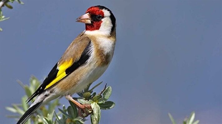 Kızılırmak Bird Sanctuary to enter World Heritage List