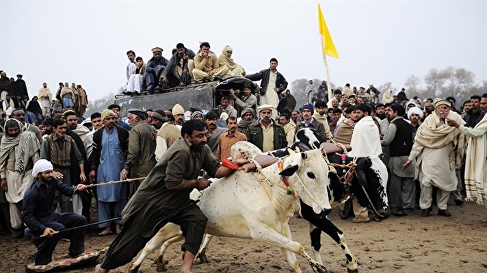 Bull Race in Pakistan