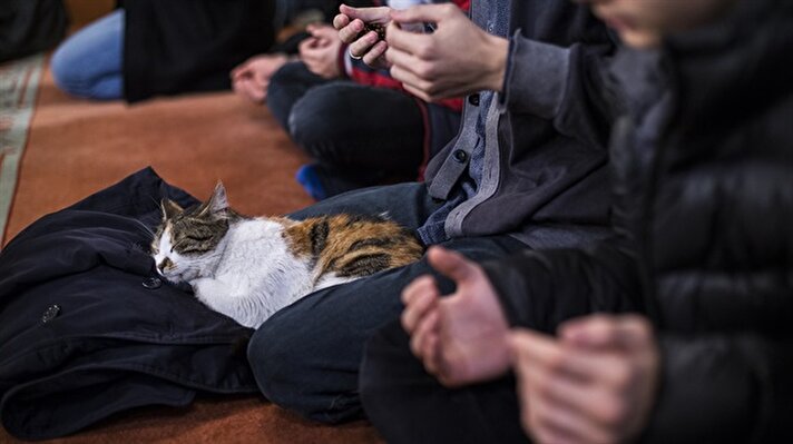 Stray cats make their home in historic Istanbul mosque