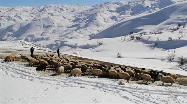 Yaz aylarında hayvanların bakımının daha kolay olduğunu söyleyen koyun sahibi Savaş Yağızer, kışın zor şartları nedeniyle işlerinin daha da ağırlaştığını ifade etti. 