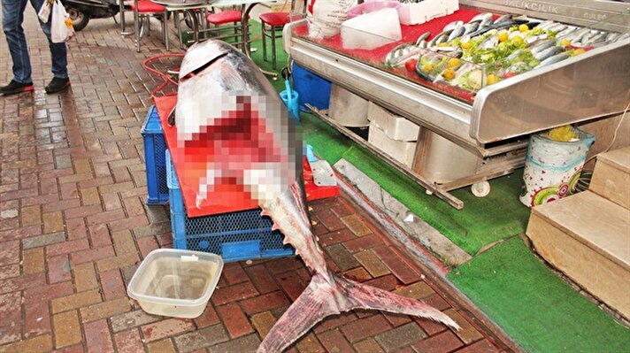 Nazilli'de balıkçı Serkan Saymaz'ın hamsi ağlarına Marmaris açıklarında 188 kiloluk orkinos balığı takıldı. Balıkçı Saymaz, soğuk hava tesisatlı kamyonetiyle dev balığı Nazilli'ye getirip, çarşıda sergiledi.