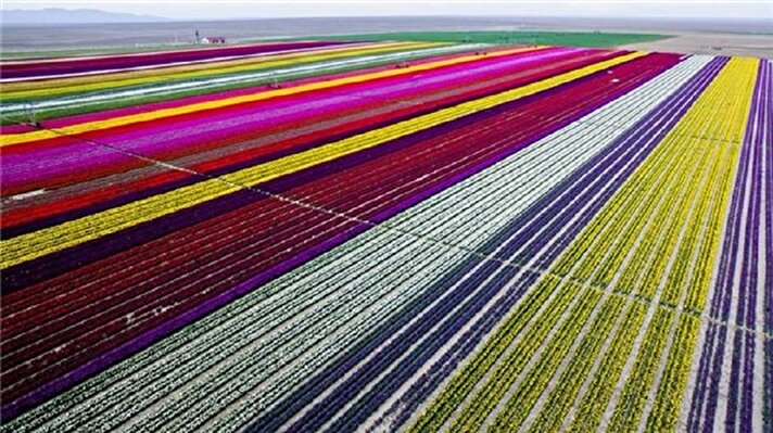  World's largest 'tulip carpet' rolled out in Istanbul 