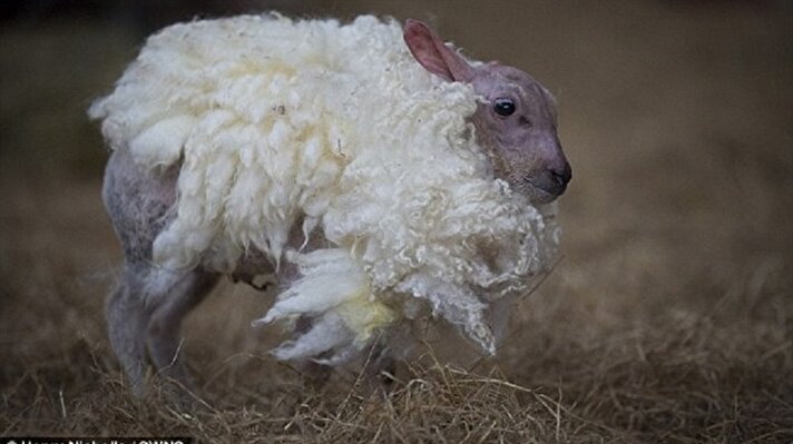 İngiltere'de bir çiftlikte 2 hafta önce açık arazide yünsüz olarak olarak doğan kuzu çiftliğin gözdesi oldu ve ünü tüm ülkeye yayıldı.