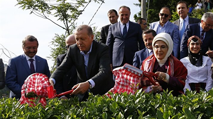   أردوغان يشارك في قطف الشاي 