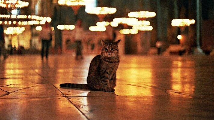 Ayasofya'yı ziyaret eden turistleri yıllardır aynı kedi karşılıyor.
