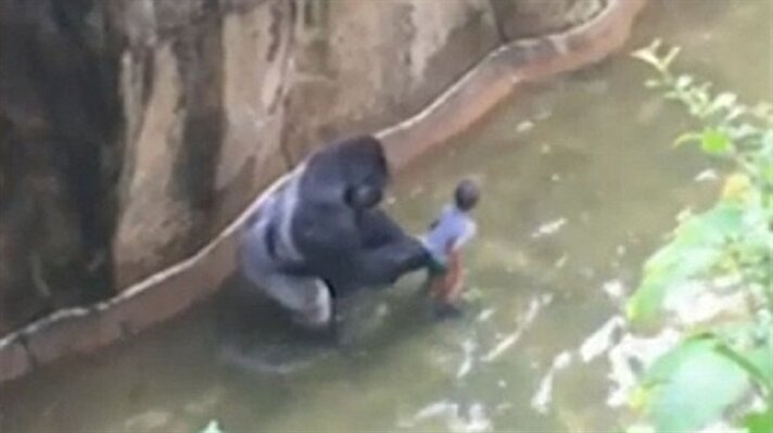 ABD'de bir hayvanat bahçesinde küçük bir çocuk 3 buçuk metre büyüklüğündeki gorilin yaşadığı alana düştü.