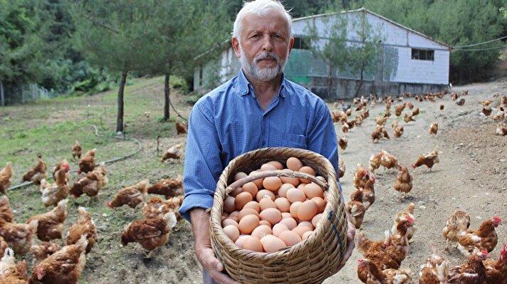 Bursa’da tekstil işinden emekli olduktan sonra organik yumurta işine giren emekli vatandaşın baktığı tavuklar peşinden koşuyor. 