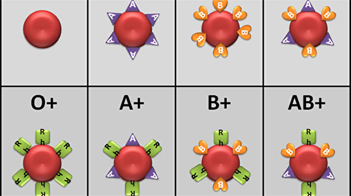 Kan gruplarımız, kırmızı kan hücrelerimizin üzerinde yer alan antijenlerin tipine göre belirlenmektedir. A, B, AB ve 0 sembolleri, hücrelerimizin üzerinde bulunan antijen tiplerini ifade etmektedir. A grubu, A tipi antijen bulunduran; B grubu, B tipi antijen bulunduran; AB her iki antijen tipini de bulunduran ve 0 da antijen bulundurmayan kan grubunu ifade etmek için kullanılmaktadır.
