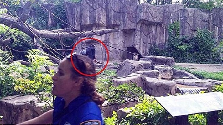 ABD'nin Cincinnati kentindeki hayvanat bahçesinde 4 yaşındaki çocuğun girdiği kafesteki gorilin öldürülmesi tartışmalara yol açtı. 
