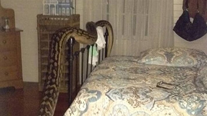 Avustralya’nın Queensland eyaletinde yaşayan Trina Hibberd, dün gece hayatının en büyük kâbusunu yaşadı. Uykuya dalan Hibberd, saat 04.30 gibi uyandı ve evinin holünde devasa boyutlardaki bir piton yılanıyla karşılaştı.