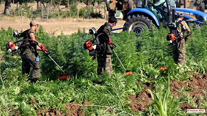 Military destroys 424,300 cannabis trees planted by PKK