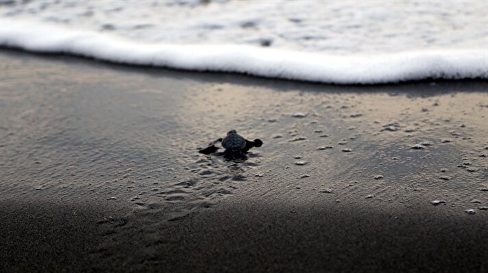 Hatay'ın Samandağ ilçesindeki Çevlik Sahili'nde yuvadan çıkan yeşil deniz kaplumbağalarının denize yolculuğu başladı.