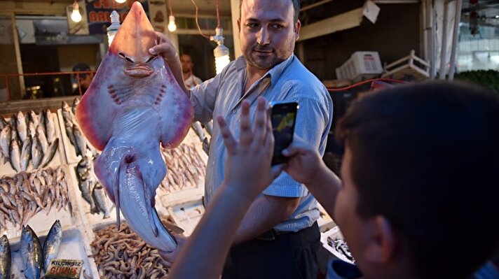 Mersin'de balıkçıların ağına takılan yaklaşık 1,5 metre boyundaki sapan balığı, insan yüzünü andıran görünümüyle balık pazarına gelen müşterilerin ilgi odağı oldu.