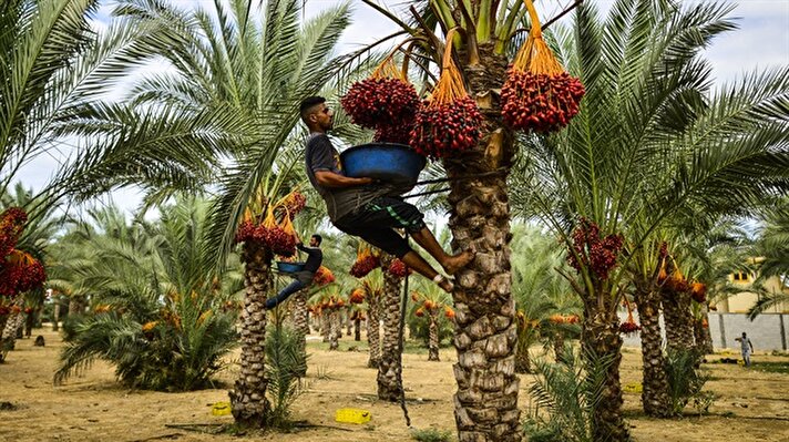 Gazze Şeridi'nin Deir el-Balah kentinde yaşayan Filistinli çiftçiler, hurma hasadına başladı. 