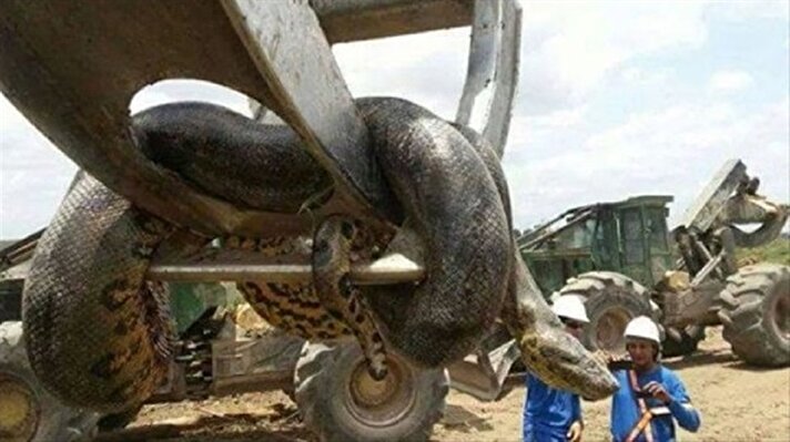 Brezilya'da yakalanan yaklaşık 10 metre uzunluğunda olduğu iddia edilen dev yılanın görüntüleri şaşırtıyor. 
