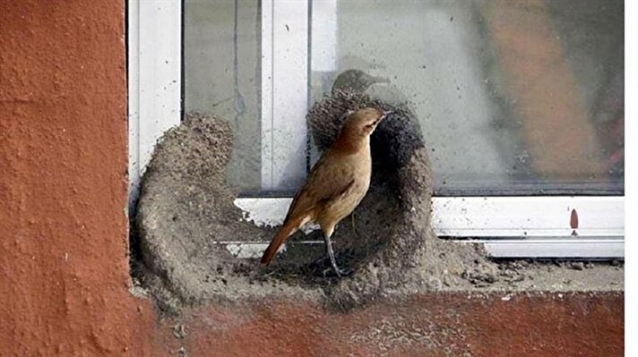 Cam kenarına yuva yapmak için çalışmaya başlayan kuş kendine hayran bıraktı. 