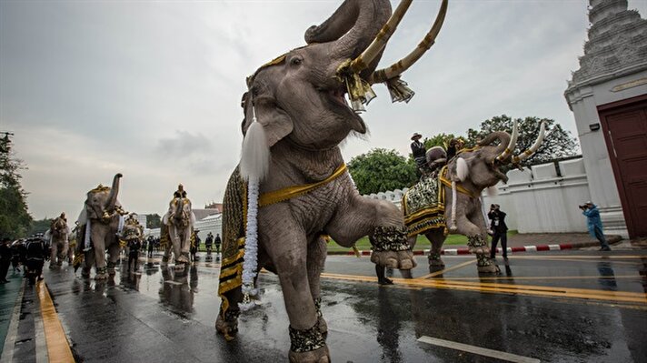 Tayland'ın başkenti Bangkok'ta, kutsal kabul edilen  beyazlarına benzemeleri için pudraya bulanan filler, Kral Bhumibol Adulyadej için  düzenlenen kraliyet törenine katıldı.
