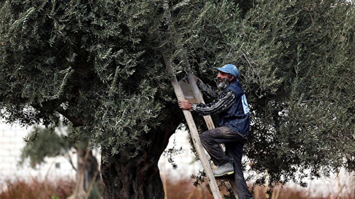 رغم الحصار والقصف.. حرستا السورية تتشبث بشجرة الزيتون