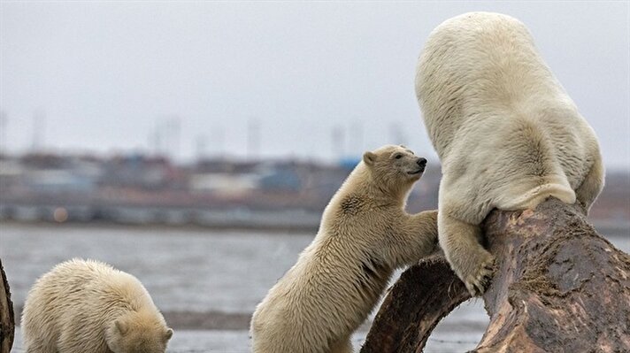 Akşam yemeği arayışında olan genç kutup ayısı kendini bir anda kıyıya vurmuş bir balinanın kemiğine sıkışmış halde buldu. 
