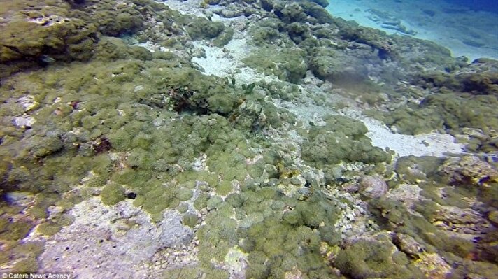 İnanılmaz deniz canlısı,Enda Kesim isimli Türk dalgıç tarafından  Maldivler'de ​ okyanusun dibinde çekildi.  Bu fotoğrafın bir yerinde bir ahtapot var acaba bulabilecek misiniz?