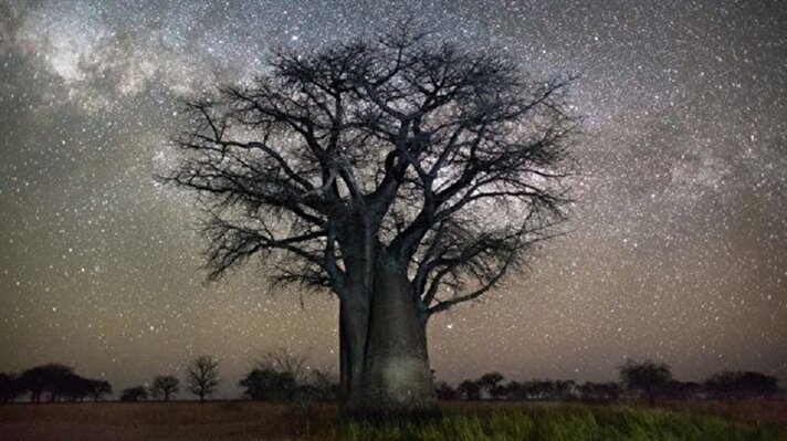 Amerikalı fotoğraf sanatçısı Beth Moon, dünyanın en yaşlı ağaçlarının yıldızlar altındaki görüntülerini çekti. 