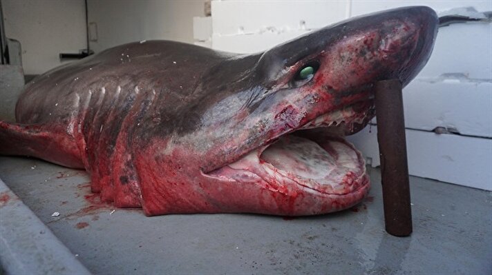 Tekirdağ'da ava çıkan balıkçıların ağına, yarım ton ağırlığında camgöz cinsi köpek balığı takıldı.​