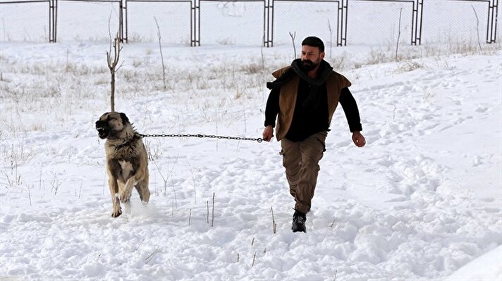 كلاب "قانغال" في سيواس التركية.. عاشقة الثلج