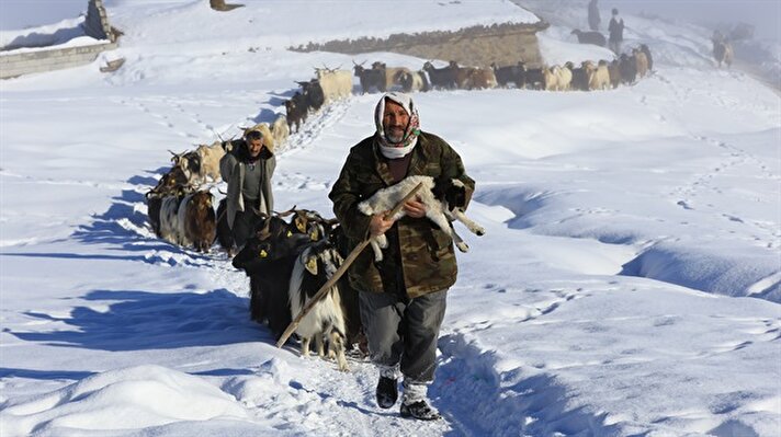 Muş'ta etkili olan kar yağışı sonrası yüksek kesimlerdeki besiciler hayvanlarını güç koşullarda besliyor. 