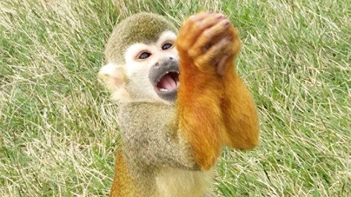 Çin'in güney batısındaki bir hayvanat bahçesinde bulunan bu sincap maymunu yaptığı hareketlerle sosyal medyanın gündemine oturdu. 