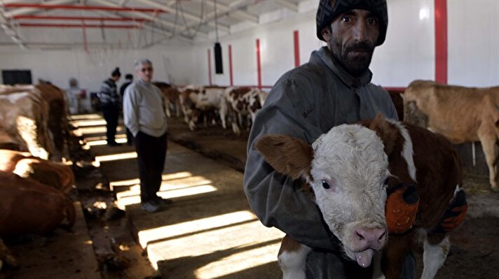 Merkeze bağlı Tepesu köyünde besici Ayhan Atak'a ait simental ırkı ineğin doğum sancısı başlayınca durum veterinere bildirildi.

