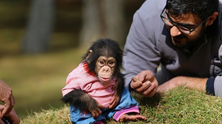 Annesi tarafından bakılmayan şempanzeye, bakıcısı 48 yaşındaki Aslan ilk günden itibaren sahip çıktı. Adeta "anne sevgisiyle" minik şempanzeyle ilgilenen Nedim Aslan, çıkardığı seslerden Can'ın ne istediğini anlayarak her türlü ihtiyacını da gideriyor. 