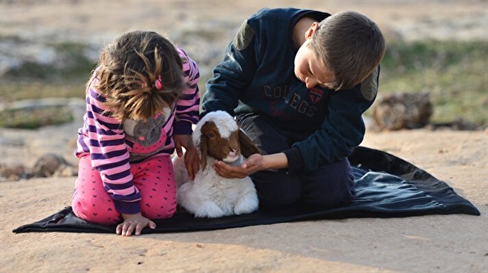 Türkiye'de küçükbaş hayvancılığın en önemli merkezlerinden Şanlıurfa'da besicilik yaparak geçimlerini sağlayan ailelerin çocukları, kuzularla oynayarak eğlenceli vakit geçirmeye çalışıyor.
