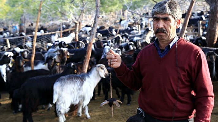 Türkiye'nin son konargöçer Yörükleri Sarıkeçililer, Konya ve Karaman çevresindeki yaylalardan 4 ay önce geldikleri Mersin'de tek geçim kaynağı keçilerin yavruladığı oğlakları büyütmek için emek harcıyor.