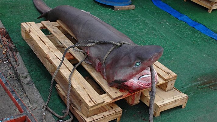  Tekirdağ'da ava çıkan balıkçının ağına, 200 kilogram ağırlığında camgöz cinsi köpek balığı takıldı. 