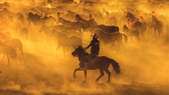 Kayseri'de, Erciyes Dağı'nın eteklerinde yaşayan yılkı atları, fotoğraf tutkunlarının gözdesi oldu. 