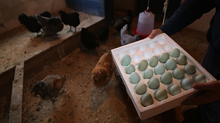 Çankırı'da imam hatiplik yapan Sadık Sevinç, yetiştirdiği "ameraucana" cinsi 10 tavuktan elde ettiği mavi yumurtaları sosyal medya aracılığıyla Türkiye geneline gönderiyor.
