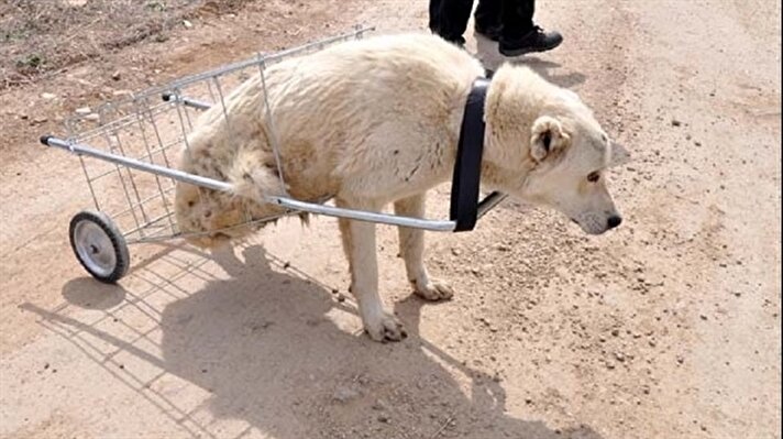  Kırıkkale'de araç çarpması sonucu yaralanan ve arka ayakları tutmayan sokak köpeği "Kostak"ın sağlığına kavuşması için umut doğdu.