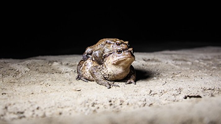 Kütahya'nın Domaniç ilçesinde her yıl ilkbahar mevsiminde çiftleşmek için gruplar halinde ormandan gölete göç eden kurbağalar, yolculuklarında birbirlerini sırtlarında taşıyor.