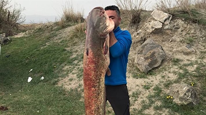 Iğdır’ın Aralık ilçesinden geçen Aras Nehri’nde vatandaşlarca yakalanan balığın büyüklüğü görenleri şaşırttı.
