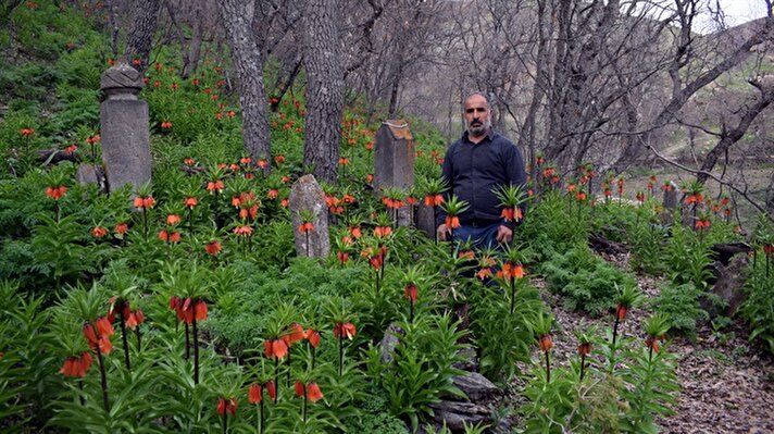 "التوليب المقلوب" ينشر الحياة وسط المقابر في تركيا