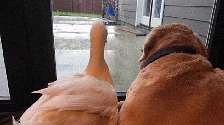 Golden retriever cinsi bir köpekle, 4 yaşındaki ördek birbirlerinin en iyi arkadaşları oldu. 