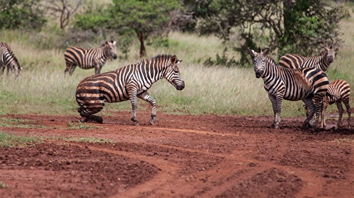 Ruanda'nın Tanzanya sınırındaki Akagera Milli Parkı, dünyanın dört bir yanından vahşi yaşam meraklılarını ağırlıyor. 