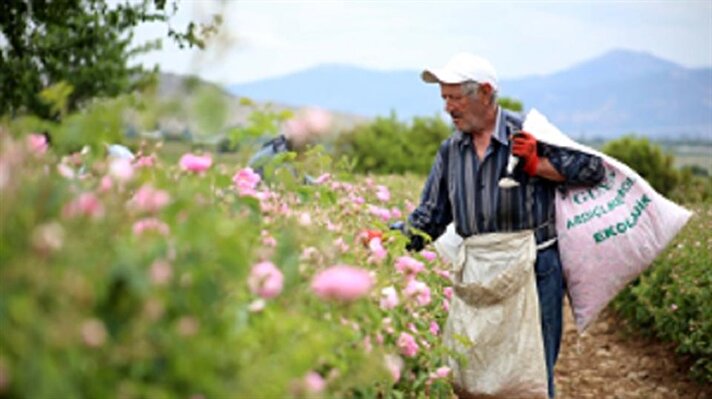 انطلاق موسم حصاد الورود في إسبرطة التركية