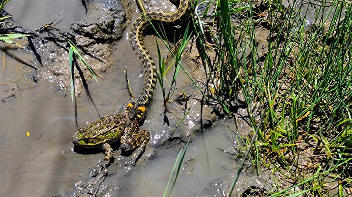 Iğdır'ın Tuzluca ilçesinde bir su yılanının bataklıkta kurbağayı yemeye çalışması görüntülendi.