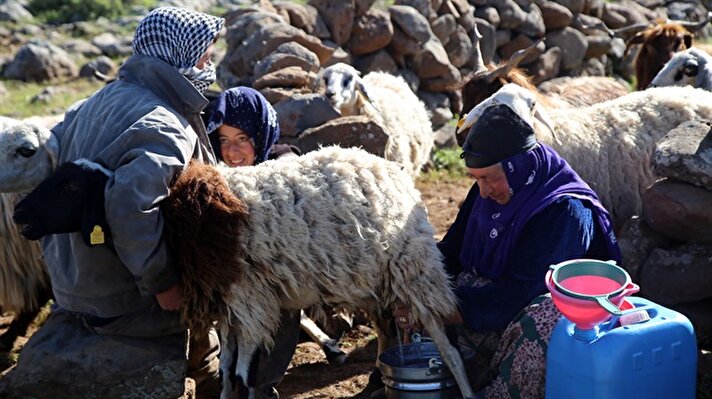 Diyarbakır'da, hayvanlarına daha iyi otlaklar bulmak amacıyla her yıl bulundukları yerlerden çevredeki yaylalara çıkan göçerler, ramazan mesaisine başladı.