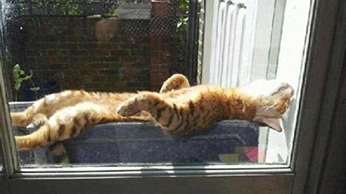 Güneşin altında kısa süreli bir uyku herkese iyi gelir. Hatta kediler bu şekilde uyumayı oldukça seviyorlar. 