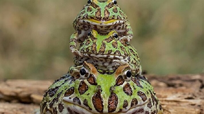 Endonezyalı amatör fotoğrafçı Tanto Yensen bahçesindeki kurbağaların ilginç hareketler yapması üzerine hemen kurbağa ailesinin fotoğraflarını çekti. 