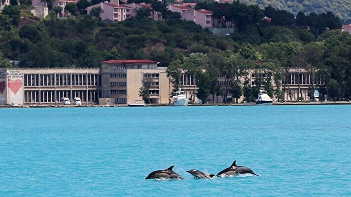 Dolphins appear in the Bosphorus Sea
